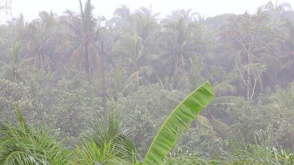热带风和雨滴落在绿色的棕榈树叶子在帕岸岛泰国