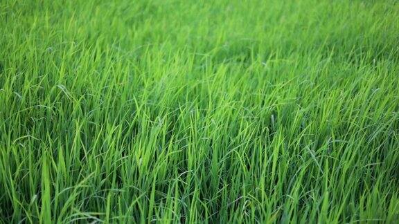 风吹绿稻田的慢镜头