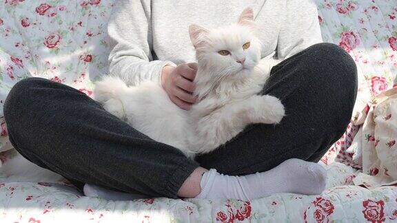 美丽的白色长毛波斯猫布娃娃猫