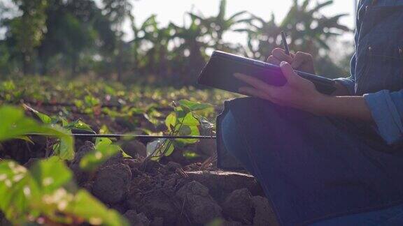 年轻的女农民用数字平板检查农业种植的完整性