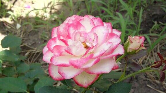 花园中粉红玫瑰的花枝合拢来树枝上有绿色的叶子和鲜艳、新鲜的盛开的玫瑰家庭花园