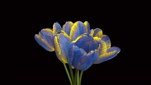 一束黄蓝郁金香乌克兰国旗的颜色在黑色的背景上绽放时光流逝春天的花朵郁金香开放特写节日的花束4k的视频
