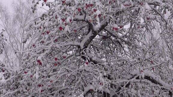 早雪在秋季果园苹果树园里