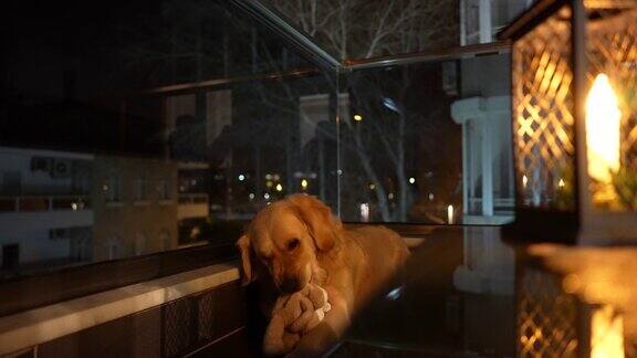 阳台上一只金毛猎犬在玩他的玩具