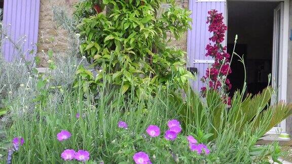 花园里有紫罗兰花