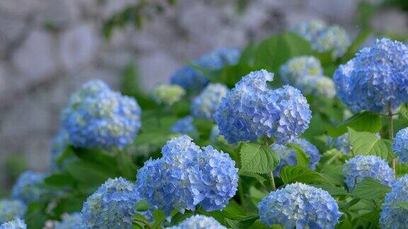 蓝色的绣球花在风中摇曳