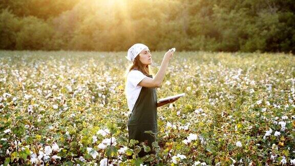 棉花采摘的季节在棉花田里一个年轻的妇女在金色的夕阳下评估着收获前的作物