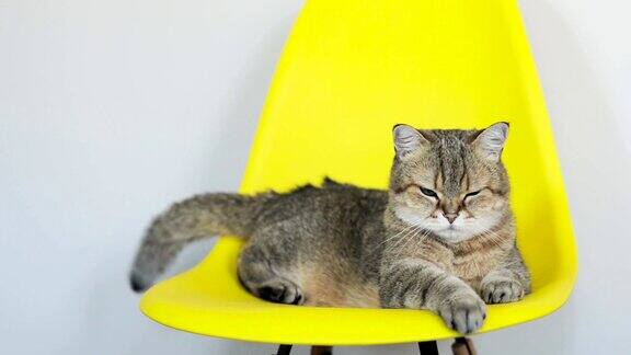愤怒的灰猫躺在黄色的椅子上摇着尾巴看着摄像机