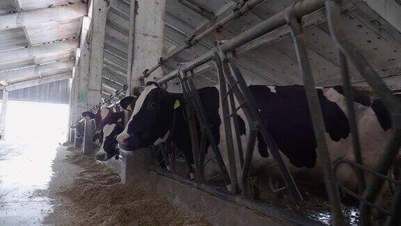 现代农场的日记牲畜的牧场奶牛警长我在检查谷仓里的牛