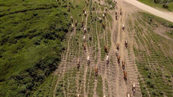 鸟瞰图:奶牛在路上行走