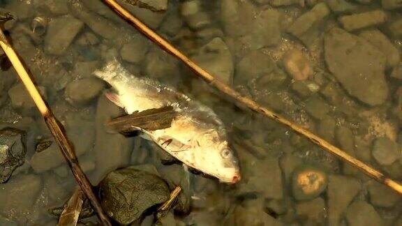 河上的死鱼被污染了