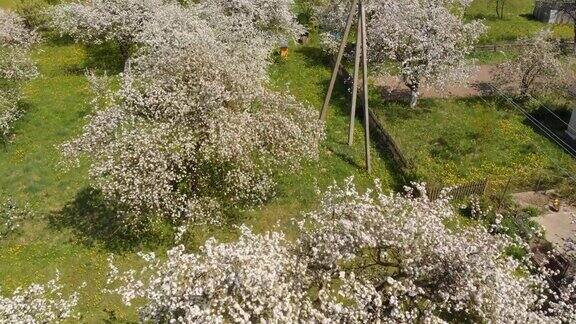 无人机在俄罗斯村庄开花的苹果园上空飞行