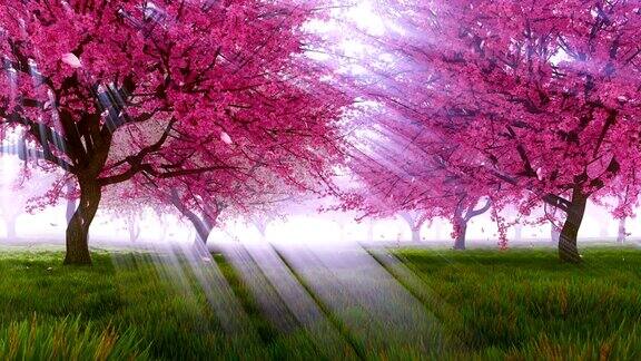 粉红色的樱花树盛开和花瓣飘落的慢镜头