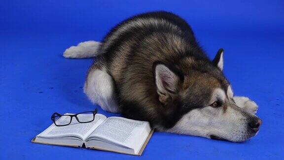 阿拉斯加雪橇犬躺在一本书和眼镜旁边这只宠物正在工作室里用蓝色的背景休息缓慢的运动近距离