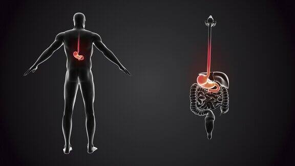 人体与胃解剖