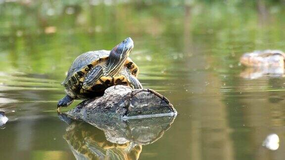 水龟在木材上晒太阳用水监测器游泳