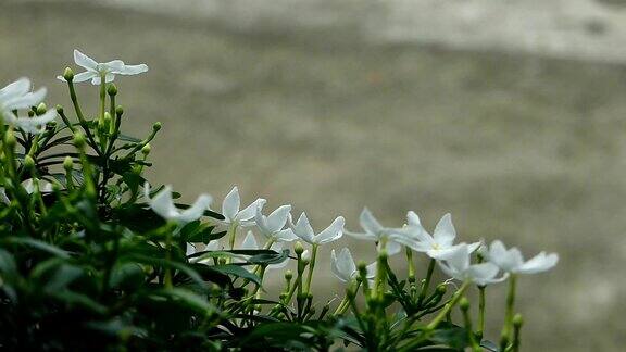 白色的茉莉花在温暖的阳光下