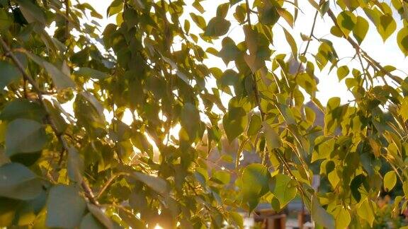 自然背景与树叶和太阳镜头耀斑日落