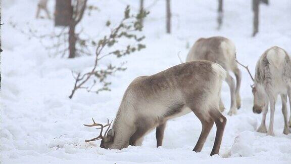 冰天雪地的驯鹿