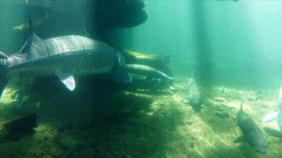 水下游动的巨型鲟鱼