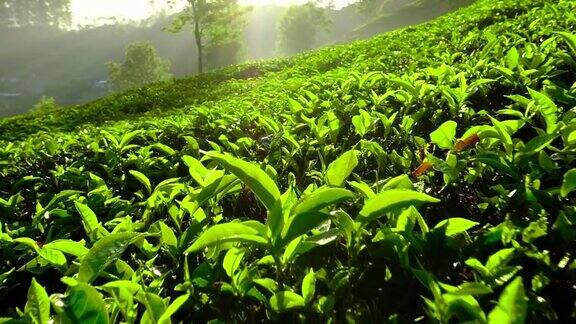印度喀拉拉邦穆纳尔茶树上的年轻绿茶叶子