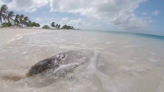 靠近海边的海龟去加勒比海