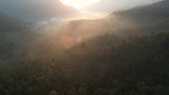 空中拍摄的清晨森林和薄雾