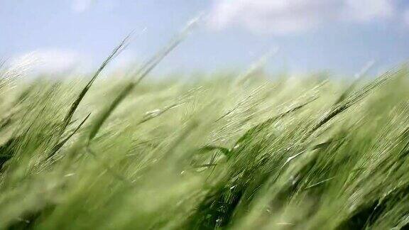 草地的小麦