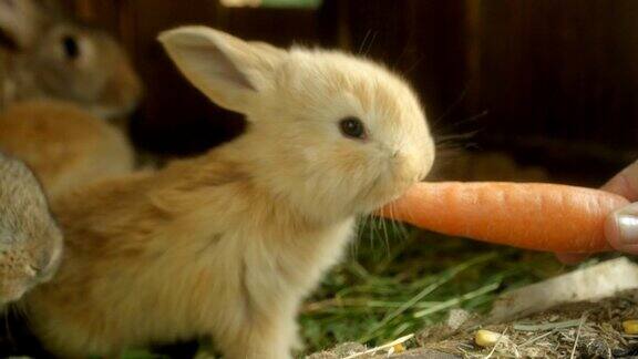 特写:甜美蓬松的浅棕色小兔子正在吃新鲜的大胡萝卜
