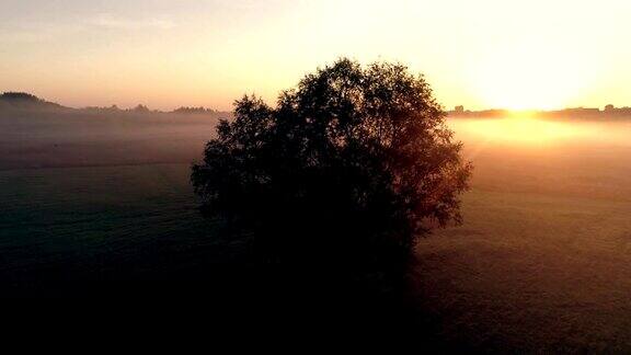 黎明时分在冉冉升起的阳光下田野里的一棵孤独的树