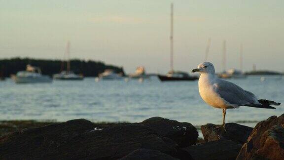 日落时一只海鸥在海岸边四处张望