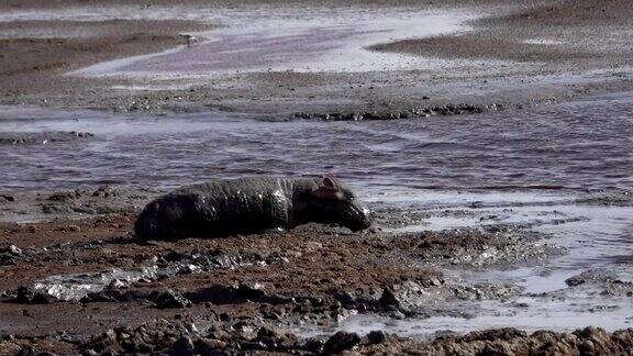 一只年轻的河马似乎被像泥一样的流沙困住了