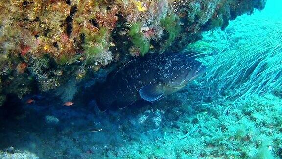栖息在珊瑚礁中的石斑鱼海洋生物