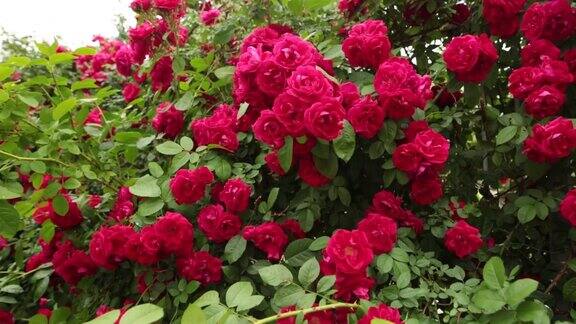 美丽的红玫瑰在花园里为情人节