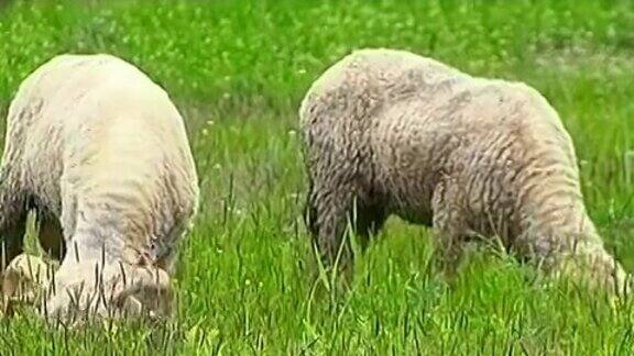 吃草的公羊和绵羊