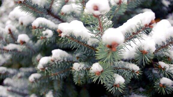 白雪覆盖的树枝松树和云杉冬天