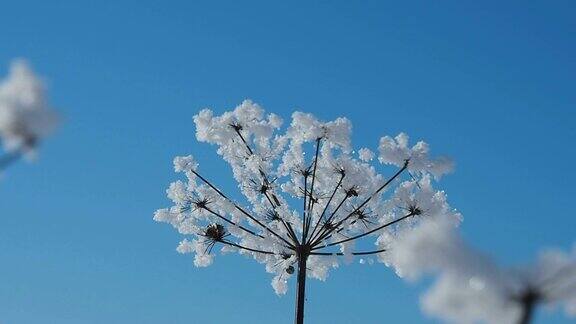 水晶花在冬天