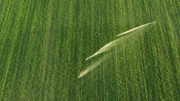 喷洒玉米田的空中农业喷灌器