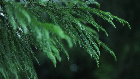 冷杉树枝在雨中