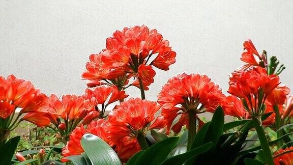 红百合的花