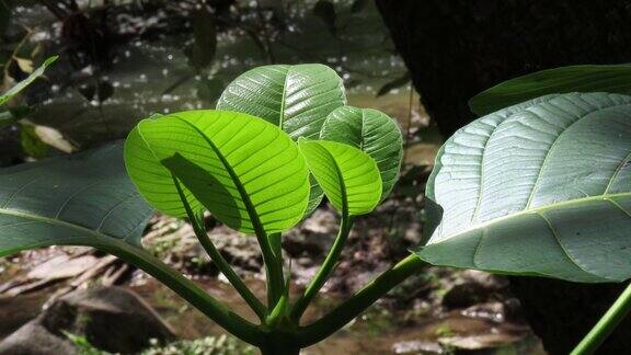 阳光下的新叶植物