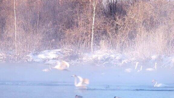 清晨天鹅在薄雾中降落在湖面上