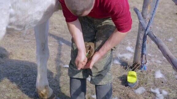 一个人用一种特制的刷子清洗马蹄