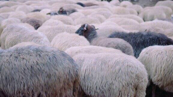 羊养殖在一天结束的时候他走进了一个畜牧场的谷仓传统农业