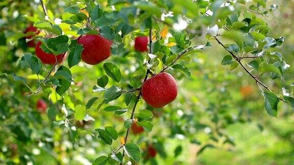 种植富士苹果品种