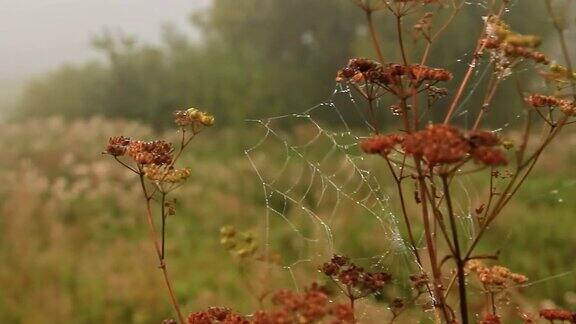 干枯的茎上挂着带露珠的蜘蛛网