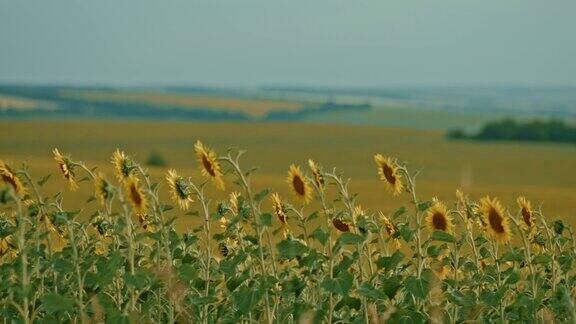 向日葵排成一排一派美丽的乡村风景盛开的向日葵在田野里农村的广阔农业用地农村4kProRes