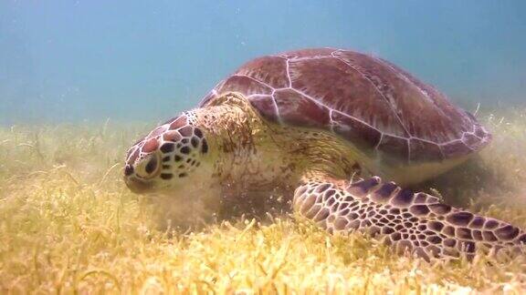 赤蠵龟在水下