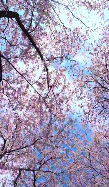 仰望樱花和天空