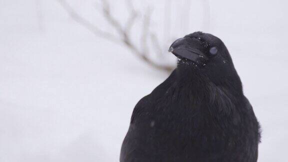 普通乌鸦(Corvuscorax)在下雪期间的肖像